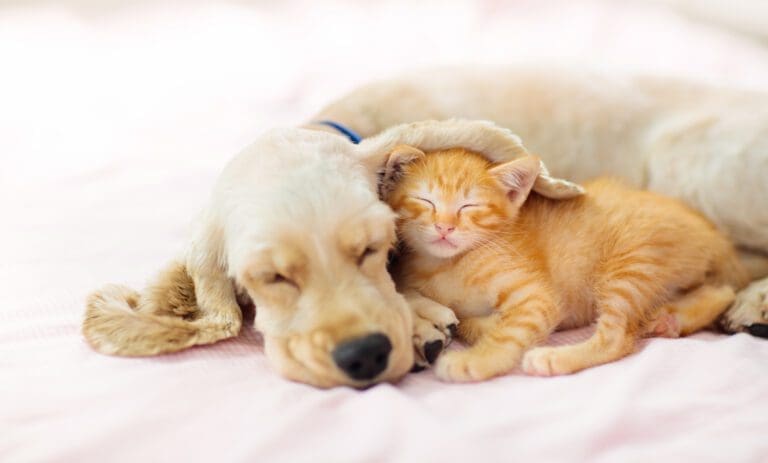 Cat and dog sleeping together. Kitten and puppy taking nap. Home pets. Animal care. Love and friendship. Domestic animals.